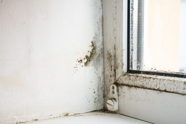 Preventing Mold in Your Home