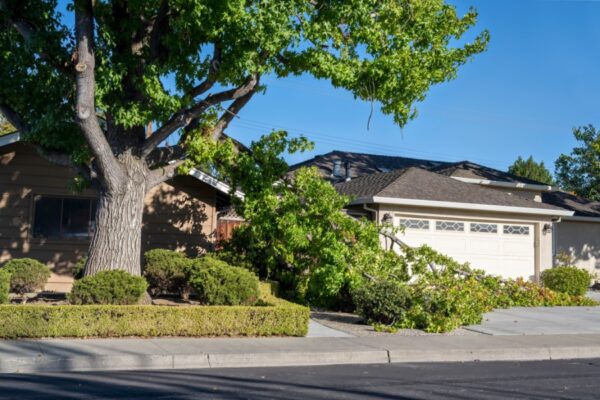 Why Tree Health and Placement Matters for Homeowners